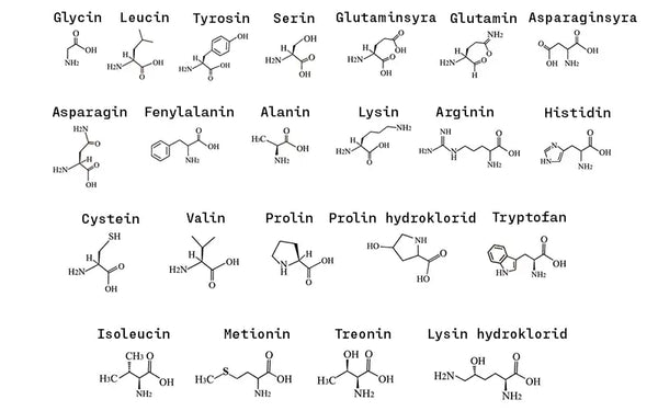 En karta över alla aminosyror som finns. Alanin, 	Cystein, Asparaginsyra, Glutaminsyra, Fenylalanin, Glycin, Histidin, Isoleucin, Lysin, Leucin, Metionin, 	Asparagin, Prolin, Glutamin, Arginin, Serin, Treonin, Valin, Tryptofan, Tyrosin