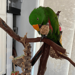 Birds with  treats from Bird Fun Box (16).png__PID:bef466c8-a0c8-4b57-bf72-f52e394f770e