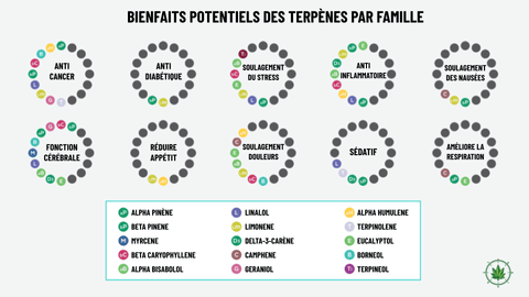 les bienfaits des terpenes CBD Amour de Chanvre