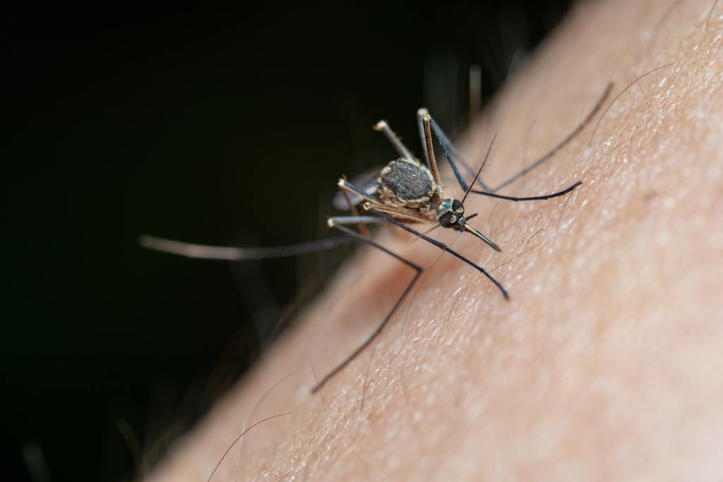 有效防守 小黑蚊、埃及斑蚊、白線斑蚊、熱帶家蚊、三斑家蚊、跳蚤
