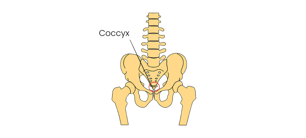Douleur au coccyx : causes et comment la soigner ?