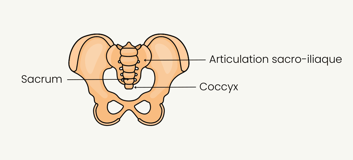 Articulation sacro-iliaque mal de dos coussin orthopédique coussin orthopedique Levalor coussin lombaire coussin coccyx