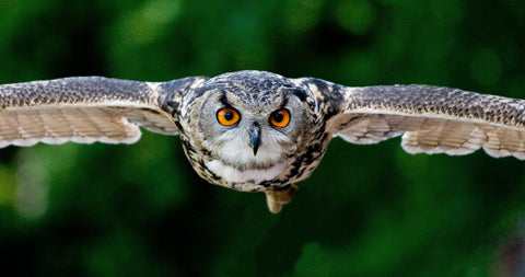 Owl Prowling with the Bird Shed