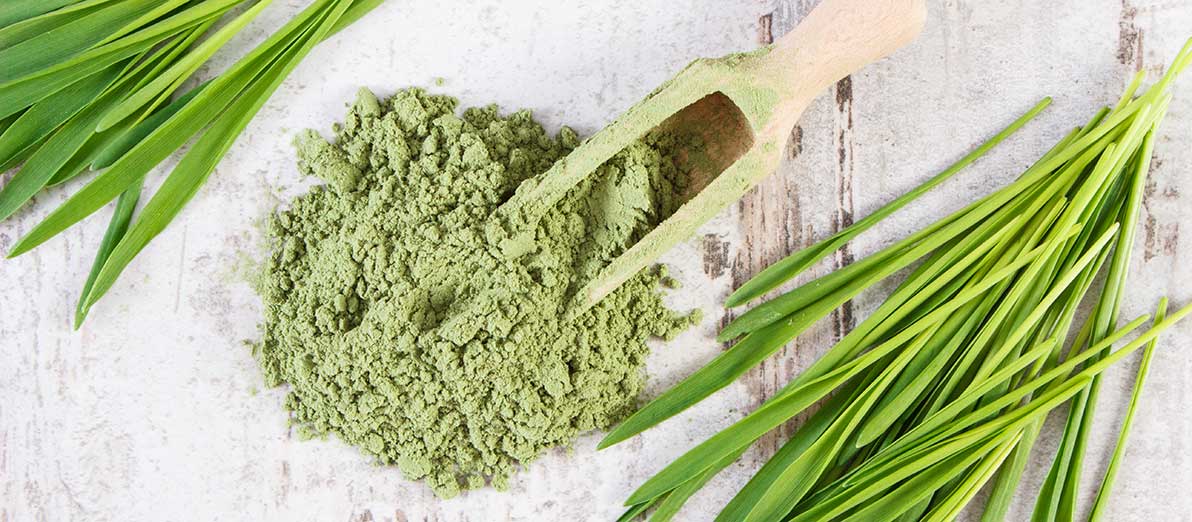 Barley Grass and Barley Grass Powder in a scoop on a table