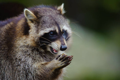 Raccoons are not rodents but can cause the same sort of damage