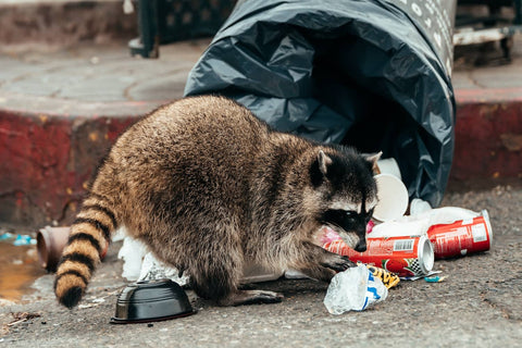 Raccoons have similar habits to rodents