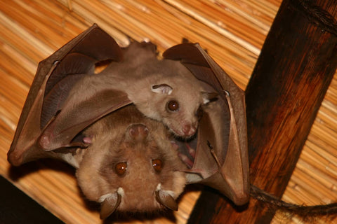 Since bats are mammals, they do not lay eggs but give live birth