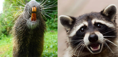 Comparing a raccoon's teeth to that of a rodent