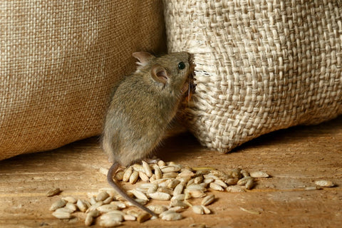 Mice primarily eat grains and seeds but can eat protein as well.