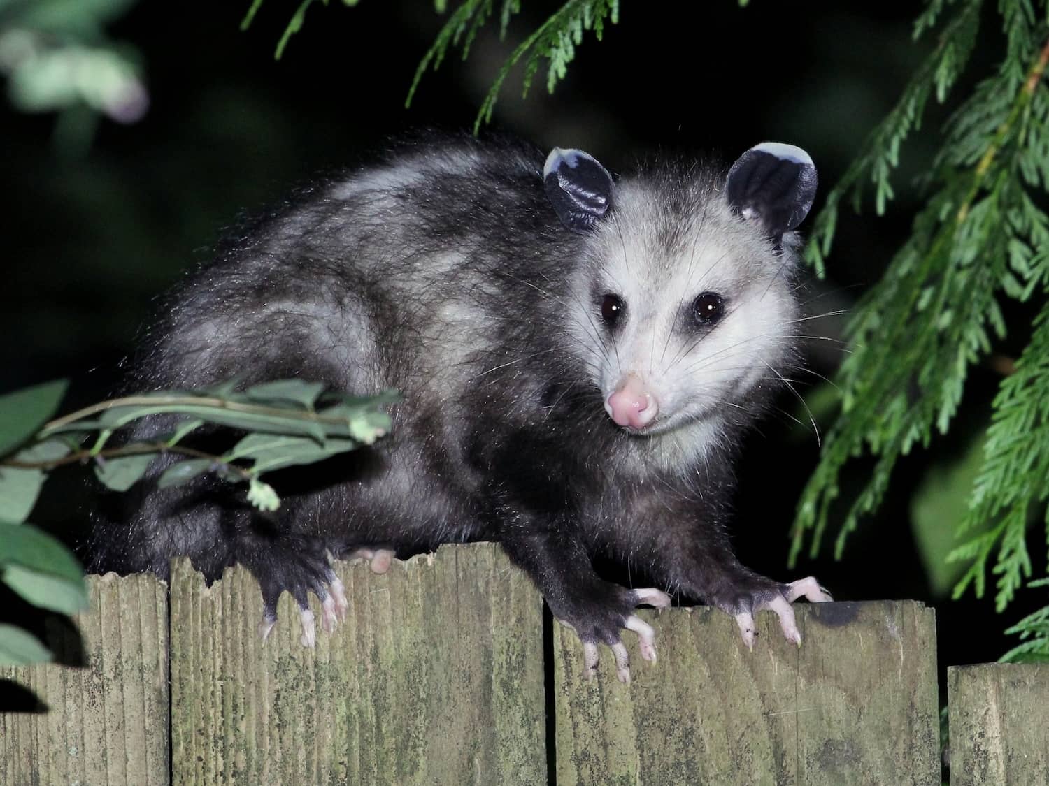 Opossums are not blind but do have specialized vision