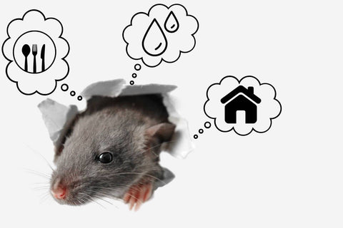 A home attracts rats by having available food, water, and shelter.