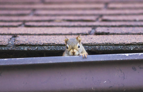 Squirrels can be prevented and coexisted with on any schedule.