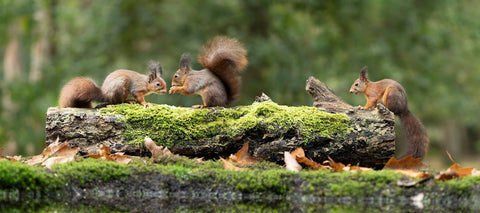 Squirrels are not nocturnal and not quite diurnal.