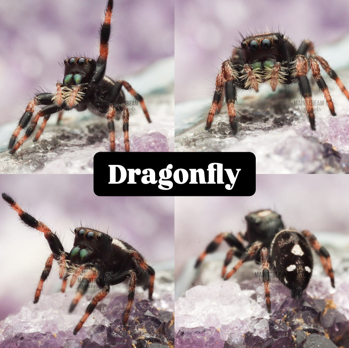 DRAGONFLY
