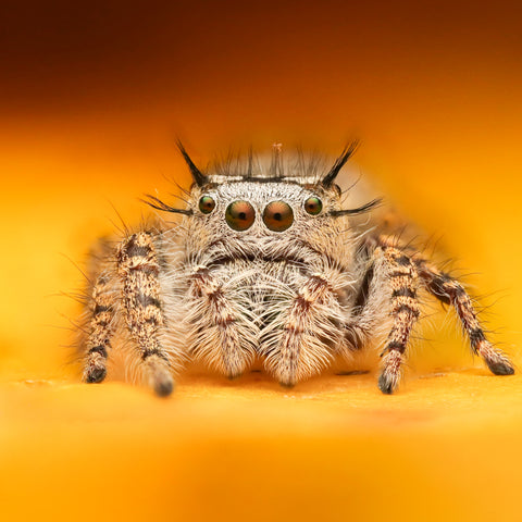 Pet Jumping Spider Care: A Comprehensive Guide