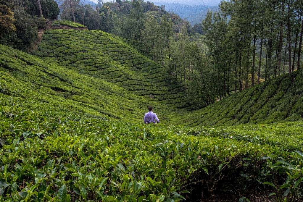 Searching for teas Tea plantation in India