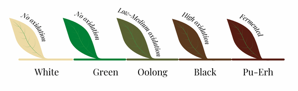 Levels of Oxidation for each type of tea: white, green, oolong, black, pu-erh