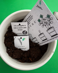 Plantable seed paper