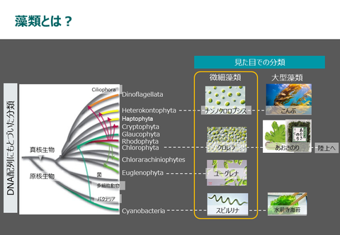 phylogenetic tree of algae