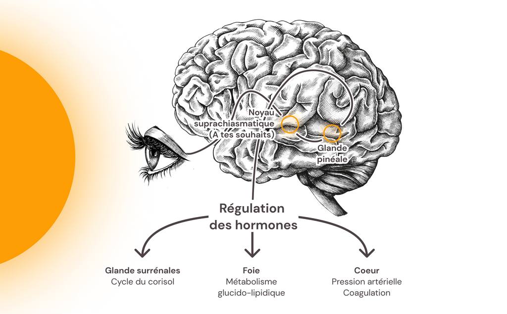 Diagramm, das den Einfluss der Lichtexposition auf den Tagesrhythmus und die allgemeine Gesundheit zeigt