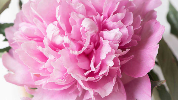 Peony, the queen of flowers in cosmetics - Panier des Sens