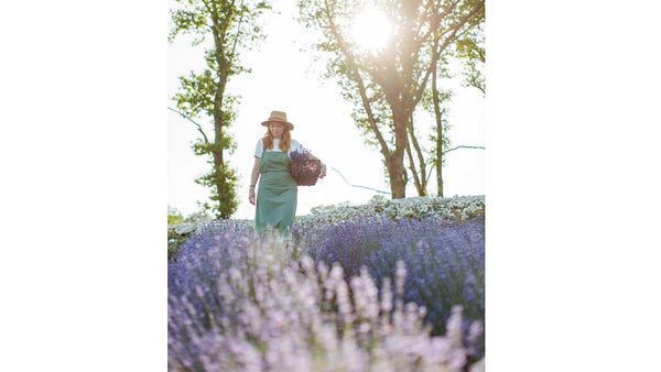 harvesting lavender fields