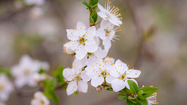 Orangenblüte Baum 