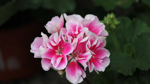 geranium 