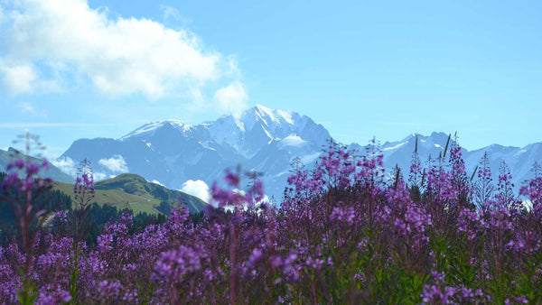 Lavendel Felder