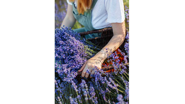 history lavender