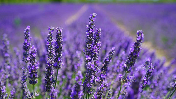 wohltuende Wirkung von Lavendel 