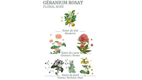 absolute geranium perfume 