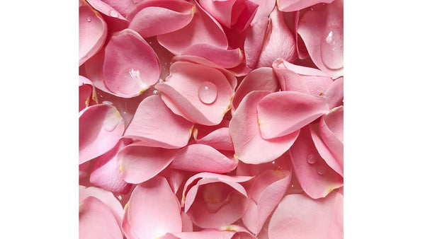 rosa Blütenblätter 