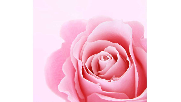rosa Blume 