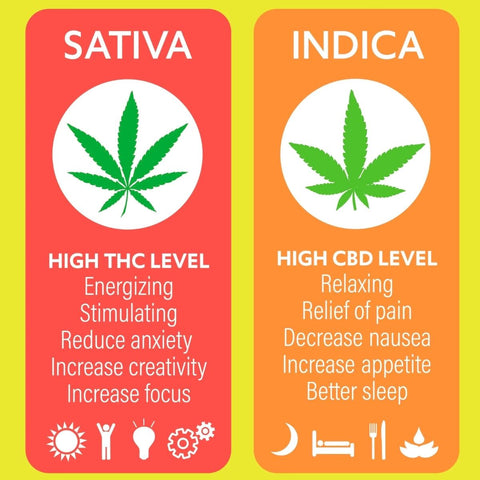 How Cannabis Strains are Created: The World of Cannabis Phenotypes ...