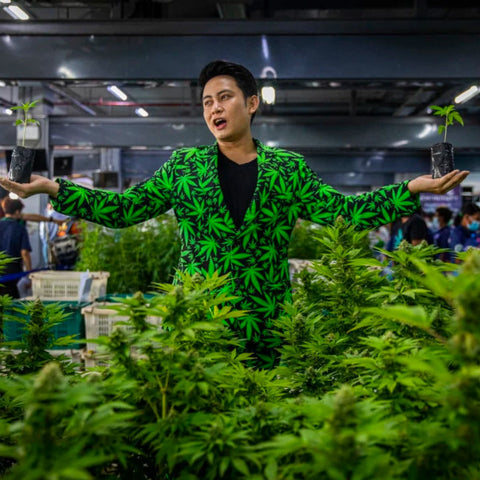 Cannabis in Thailand 2022