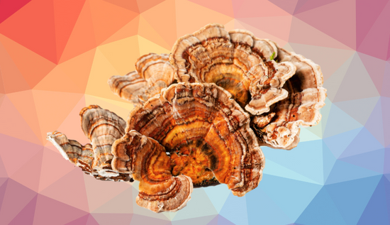 Can You Eat Turkey Tail Mushrooms Cover Photo
