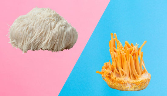 Cordyceps vs Lion's Mane: Benefits Compared - Lucid™