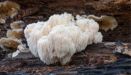 Is Lion’s Mane Mushroom a Psychedelic? - Lucid™