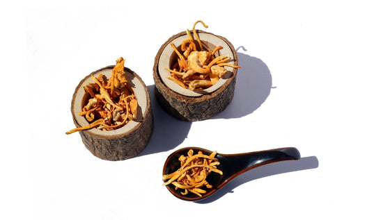 What is Cordyceps? - Become Lucid™