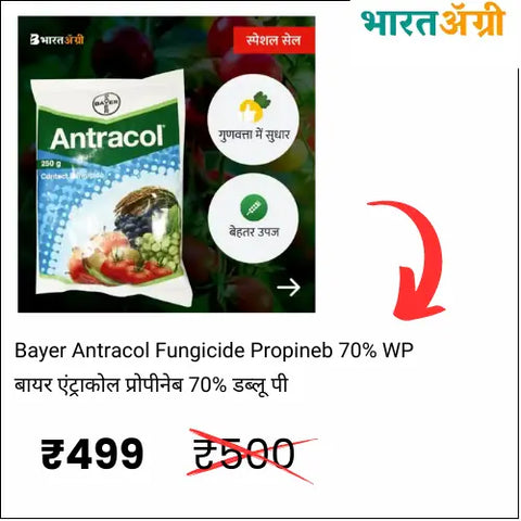 Bayer Antracol Fungicide