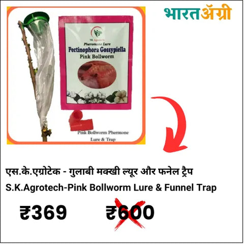 Pink Bollworm Lure & Funnel Trap