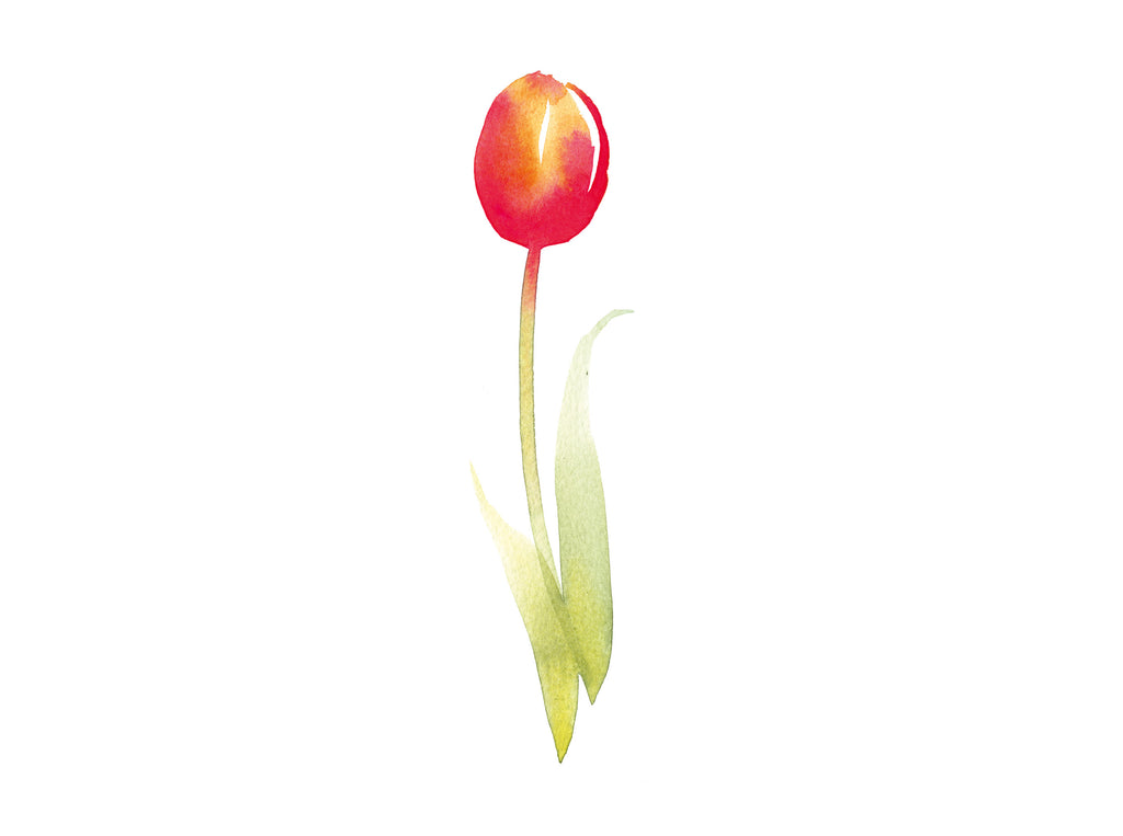 Tulipe entière à l'aquarelle