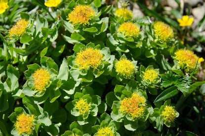 Rhodiola 