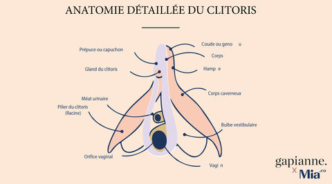 Drawing of the anatomy of the clitoris