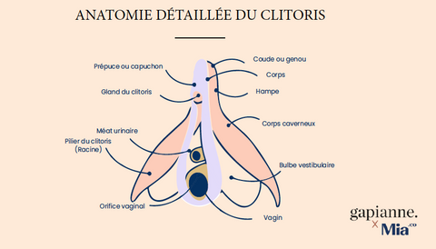Schéma clitoris