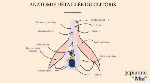 vulva diagram