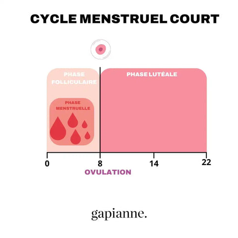 schéma cycle menstruel court