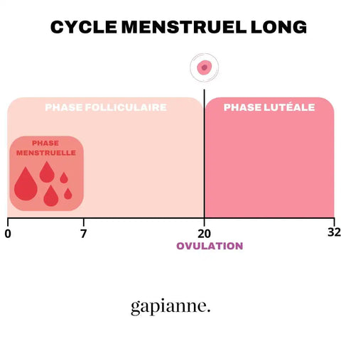Schéma cycle menstruel long