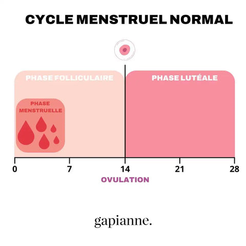 Schéma cycle menstruel normal